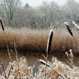 Bulrushes in the Snow by Andrea Palmer