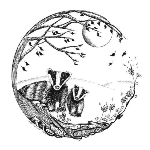 Ink Drawing of badgers